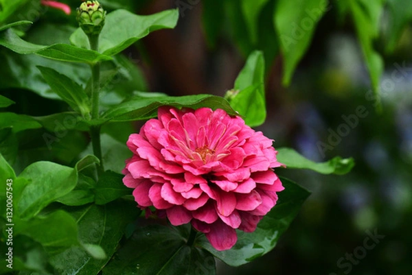 Fototapeta 濃いピンクのジニアの花のアップ