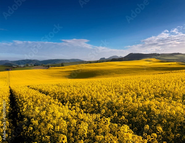 Fototapeta Generated image　菜の花畑