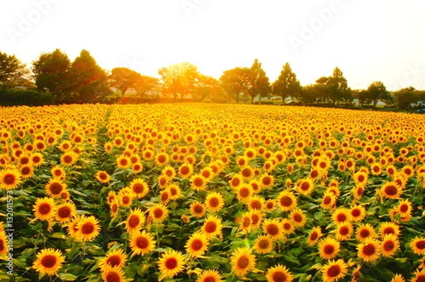 Obraz ヒマワリ畑と夕日（神奈川県座間市のサンフラワーフェスにて）