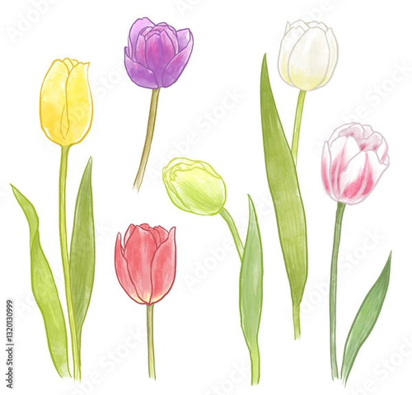 Obraz チューリップのイラスト