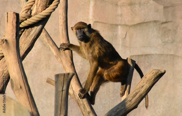 Obraz Singe grimpeur