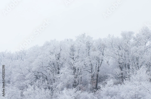 Fototapeta frozen snow on forest trees