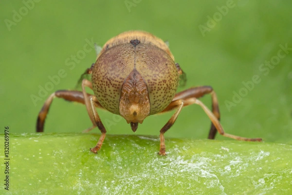 Fototapeta Fly