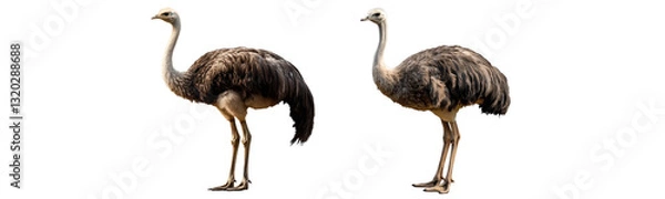 Fototapeta rhea bird pair isolated on white background