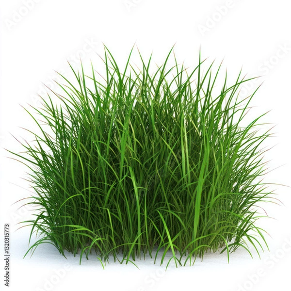 Fototapeta grass on white background
