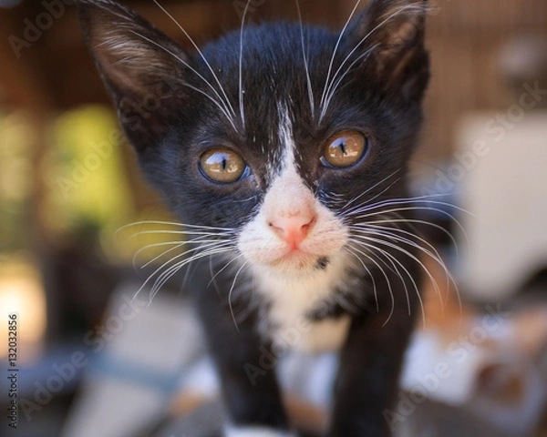 Obraz cat looking after playing with another cat..