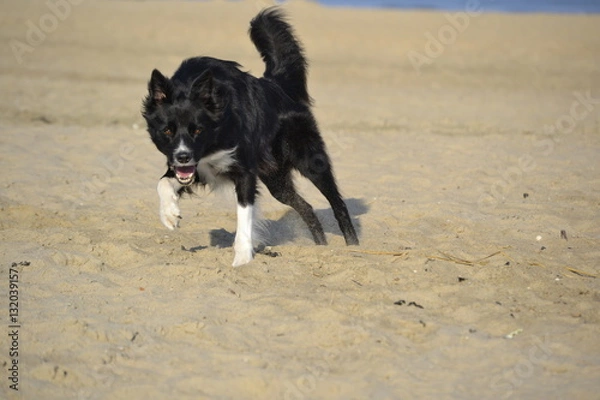 Fototapeta Border Collie am Strand