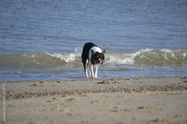 Fototapeta Border Collie am Strand