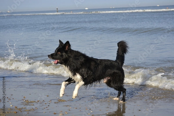 Fototapeta Border Collie am Strand