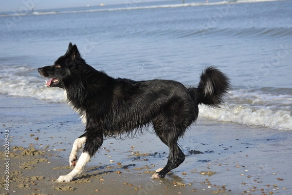 Fototapeta Border Collie am Strand