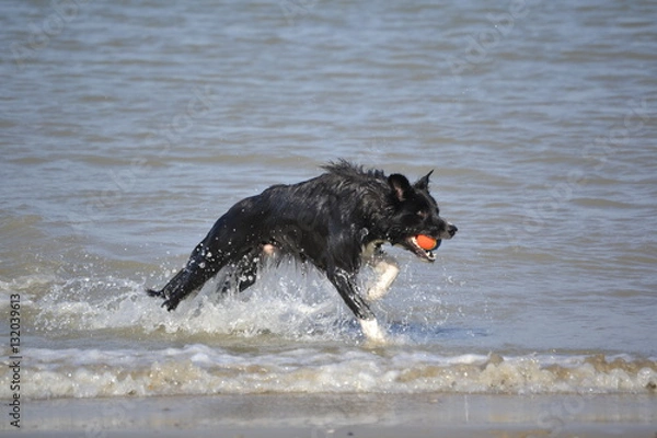 Fototapeta Border Collie am Strand