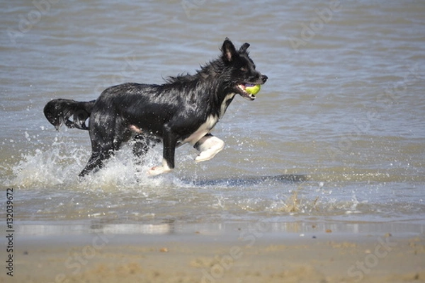 Fototapeta Border Collie am Strand