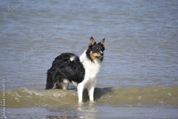 Fototapeta Border Collie am Strand