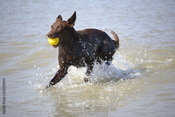 Fototapeta Border Collie am Strand