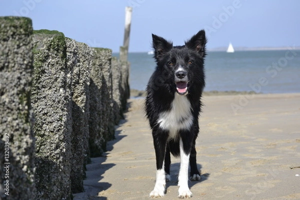 Fototapeta Border Collie am Strand