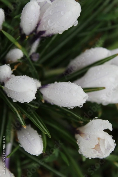 Obraz crocus flowers in spring