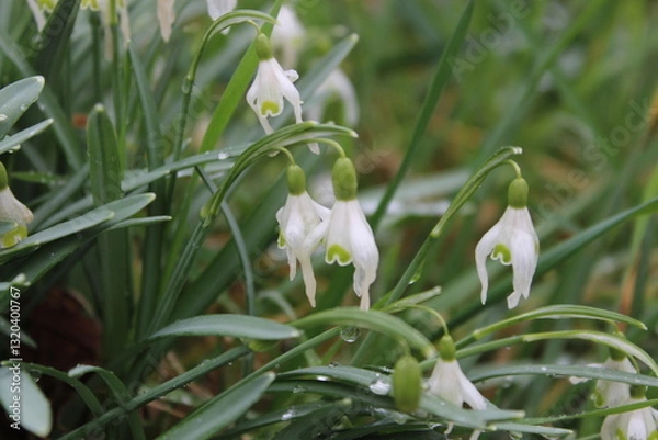 Obraz snowdrop flowers in spring