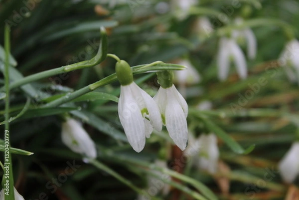 Obraz snowdrop flowers in spring