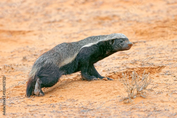 Obraz A honey badger (Mellivora capensis) in natural habitat, Kalahari desert, South Africa.