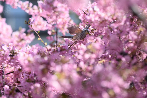 Obraz 桜