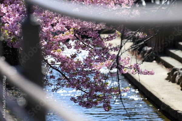 Obraz 桜