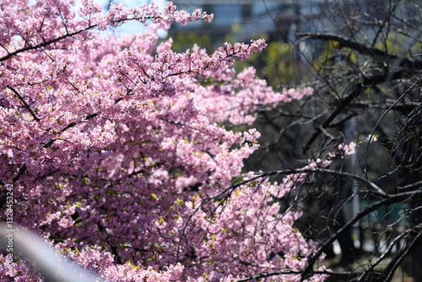 Obraz 桜