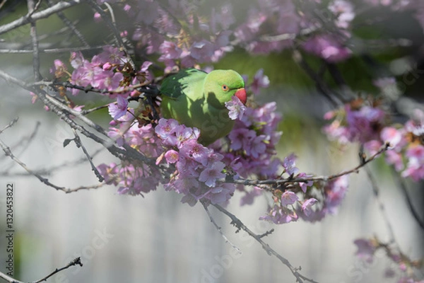 Obraz 桜