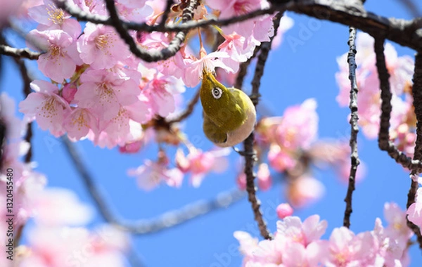 Obraz 桜