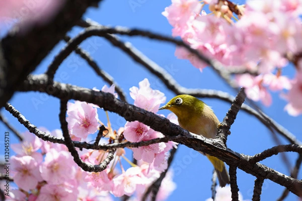 Obraz 桜