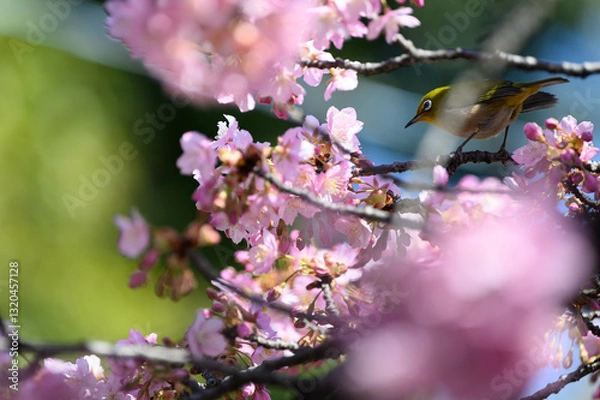Obraz 桜