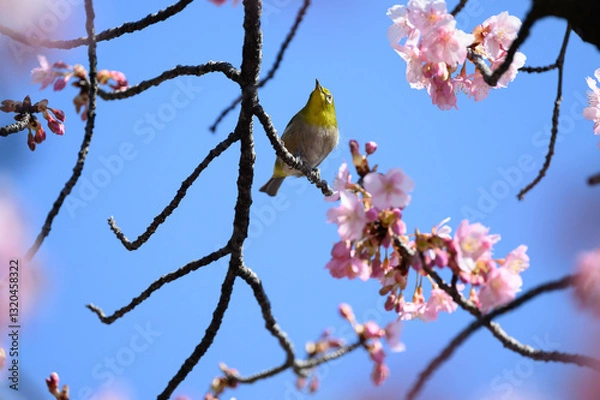 Obraz 桜