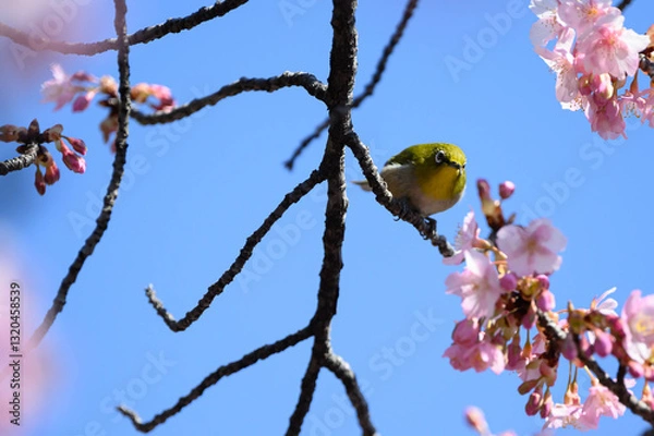 Obraz 桜