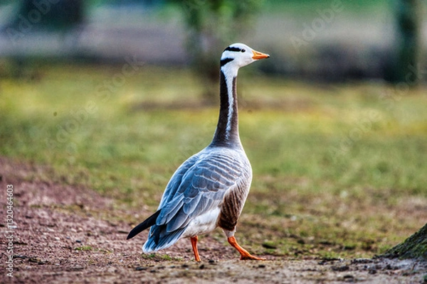Obraz oie a tête barrée