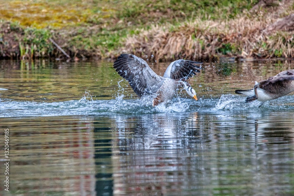 Obraz oie a tête barrée