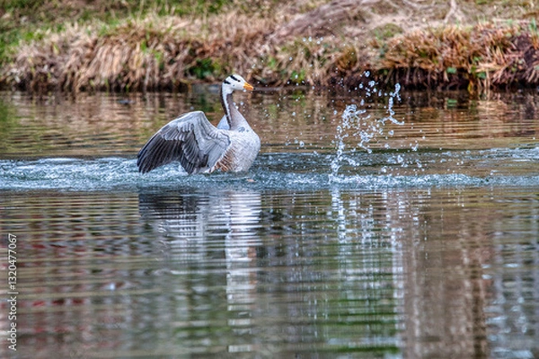Obraz oie a tête barrée