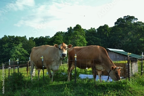 Obraz Jersey cows
