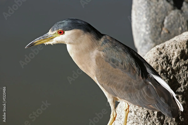 Obraz heron on the rocks