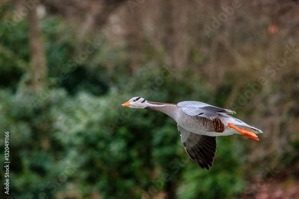 Obraz oie a tête barrée