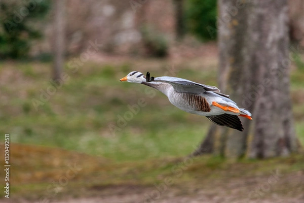 Obraz oie a tête barrée