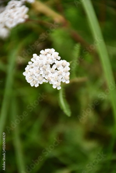Obraz close-up of old flowers against green grass
