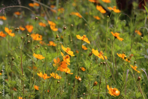 Fototapeta flowers from Aswan Botanical Garden