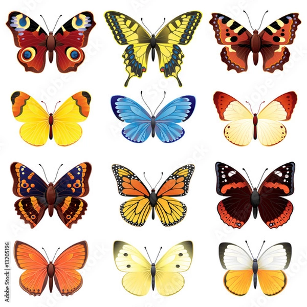 Obraz Butterfly set