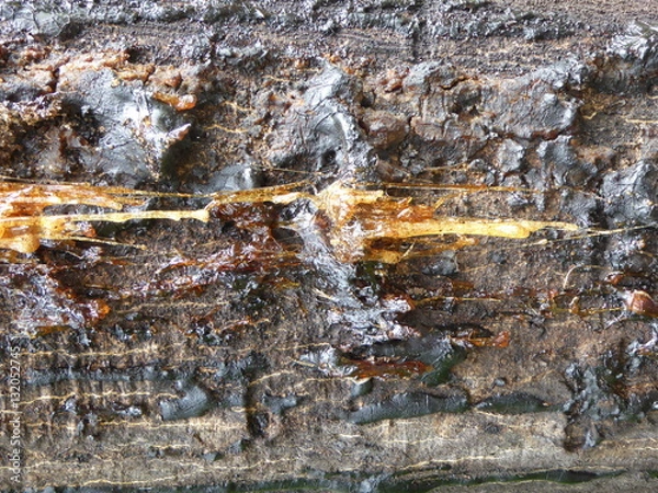 Obraz Skurriles Baumharz 