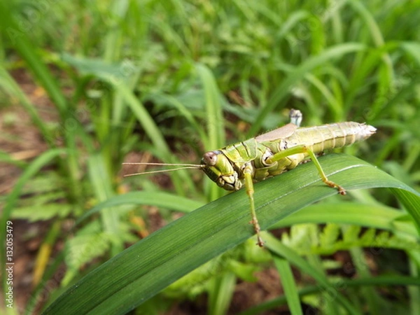 Obraz 怪我をしたトノサマバッタ