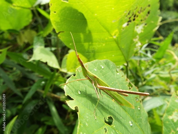 Obraz 怪我をしたショウリョウバッタ