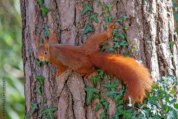Fototapeta Red squirrel on a tree in the forest. Shallow depth of field.