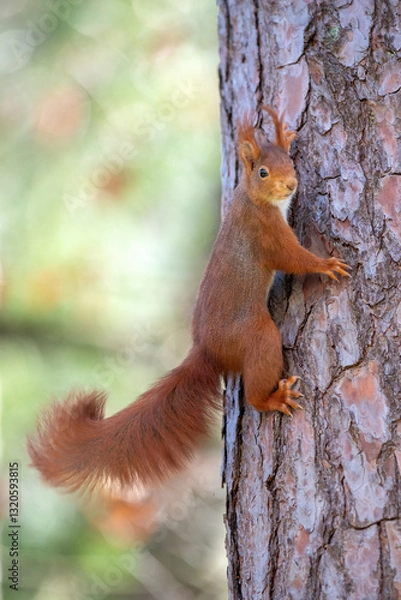 Fototapeta Red squirrel on a tree in the forest. Shallow depth of field.