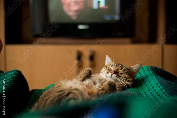 Obraz kot śpiący brzuch do góry