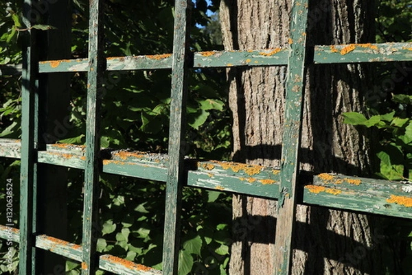 Fototapeta Sloping wooden lattice with peeling paint and moss illuminated by the sun in close-up