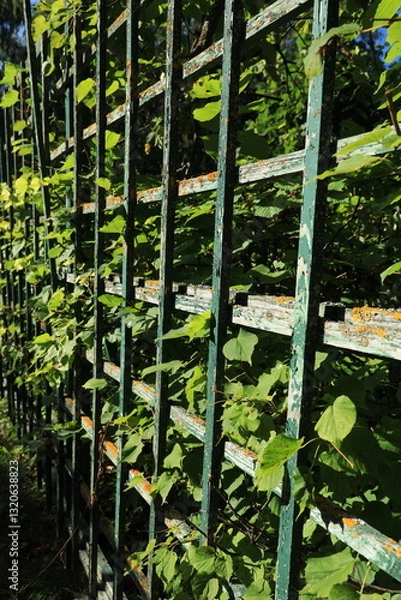 Fototapeta Green hedge with a wooden trellis on a sunny summer day vertical orientation